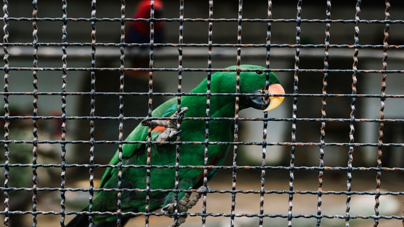 6 Key Features to Look for in Quality Anti-Bird Netting